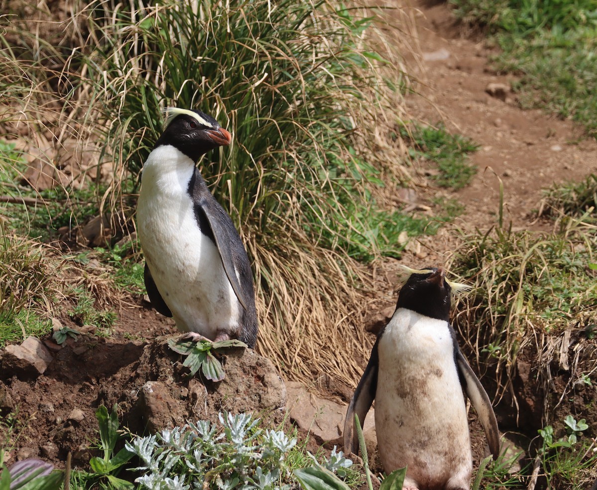 Fiordland Penguin - ML508357821