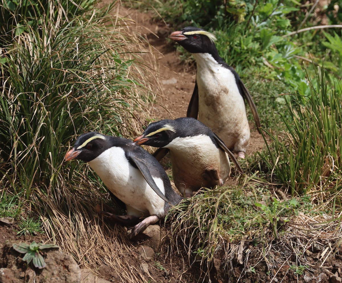 Fiordland Penguin - ML508357941