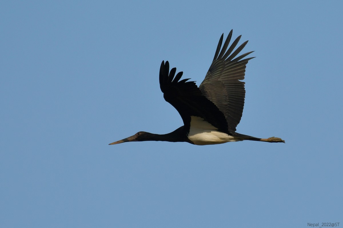 Black Stork - Supaporn Teamwong