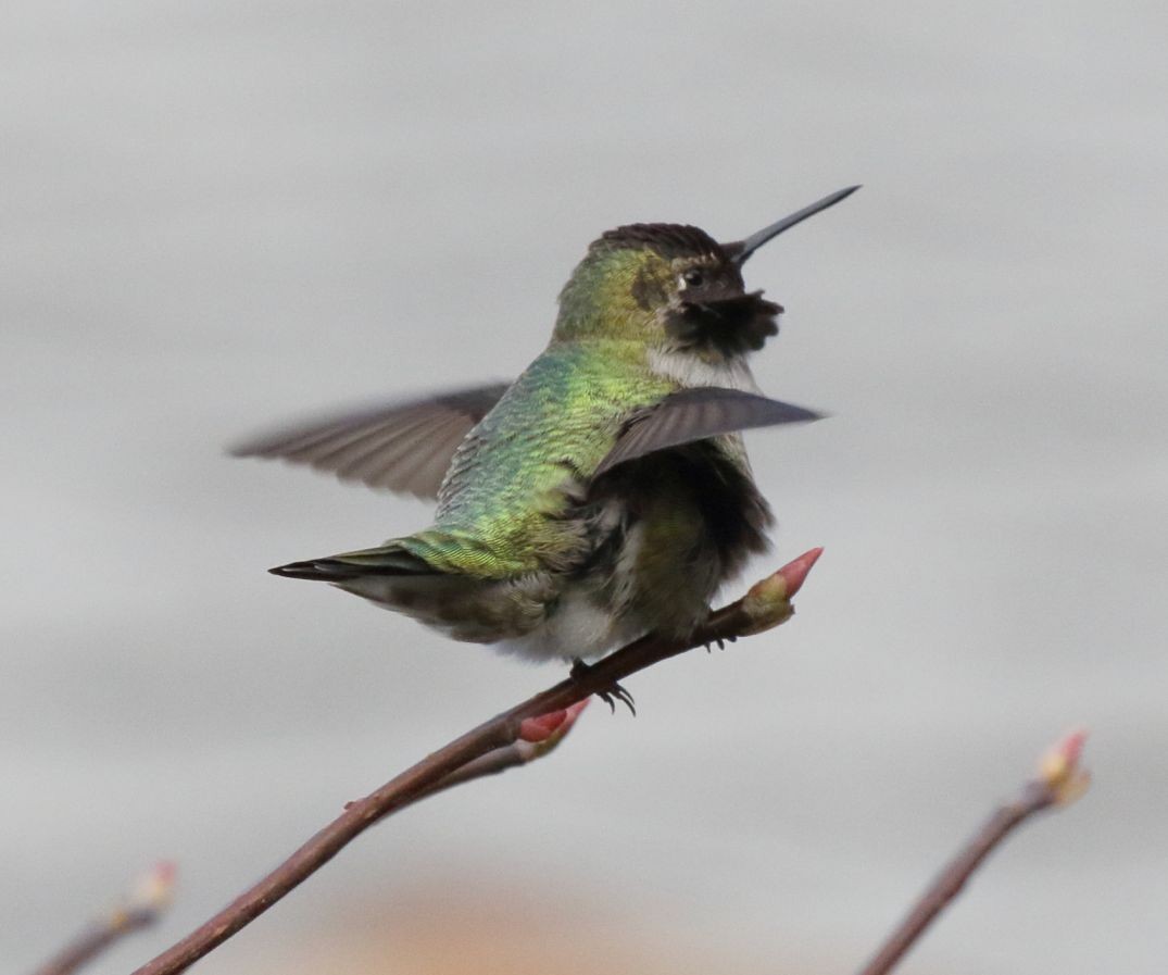 Colibrí de Anna - ML508359761