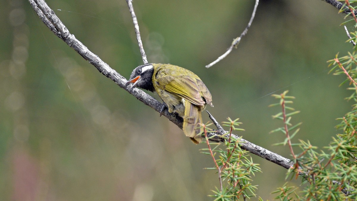 White-eared Honeyeater - ML508359781