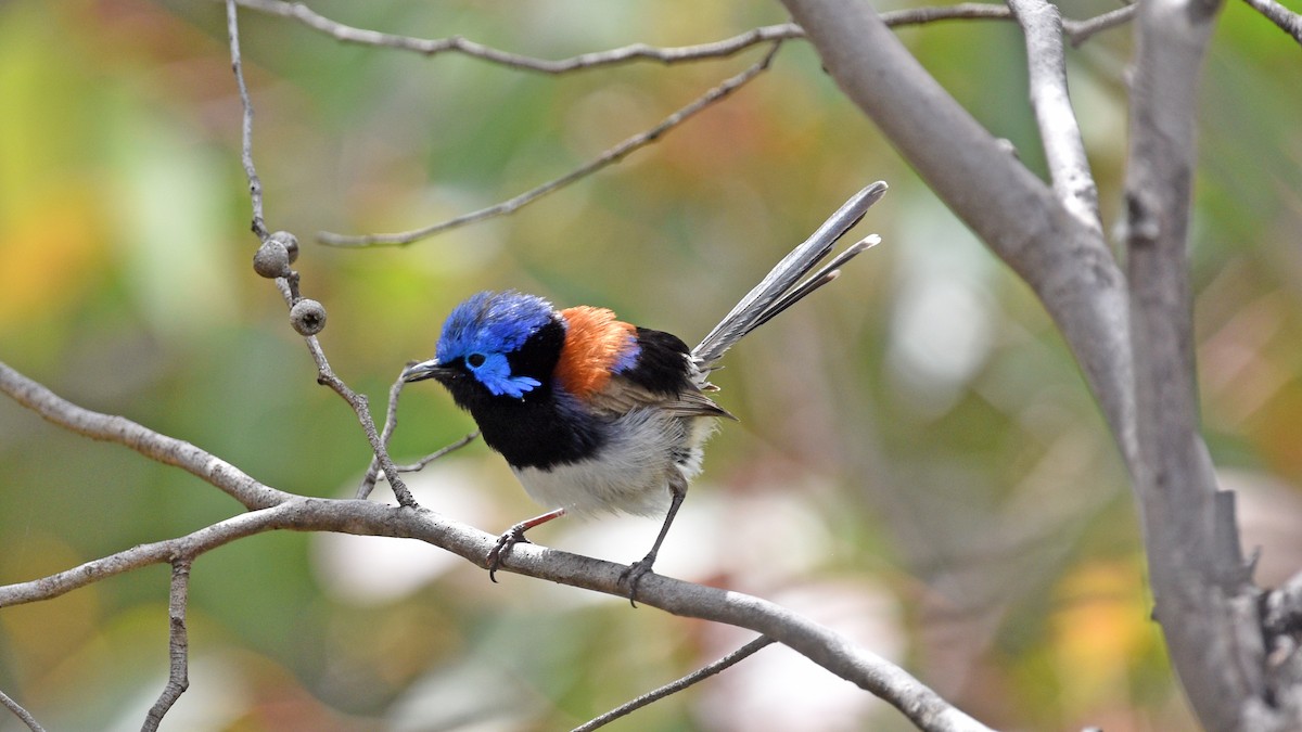 Purple-backed Fairywren - ML508359921