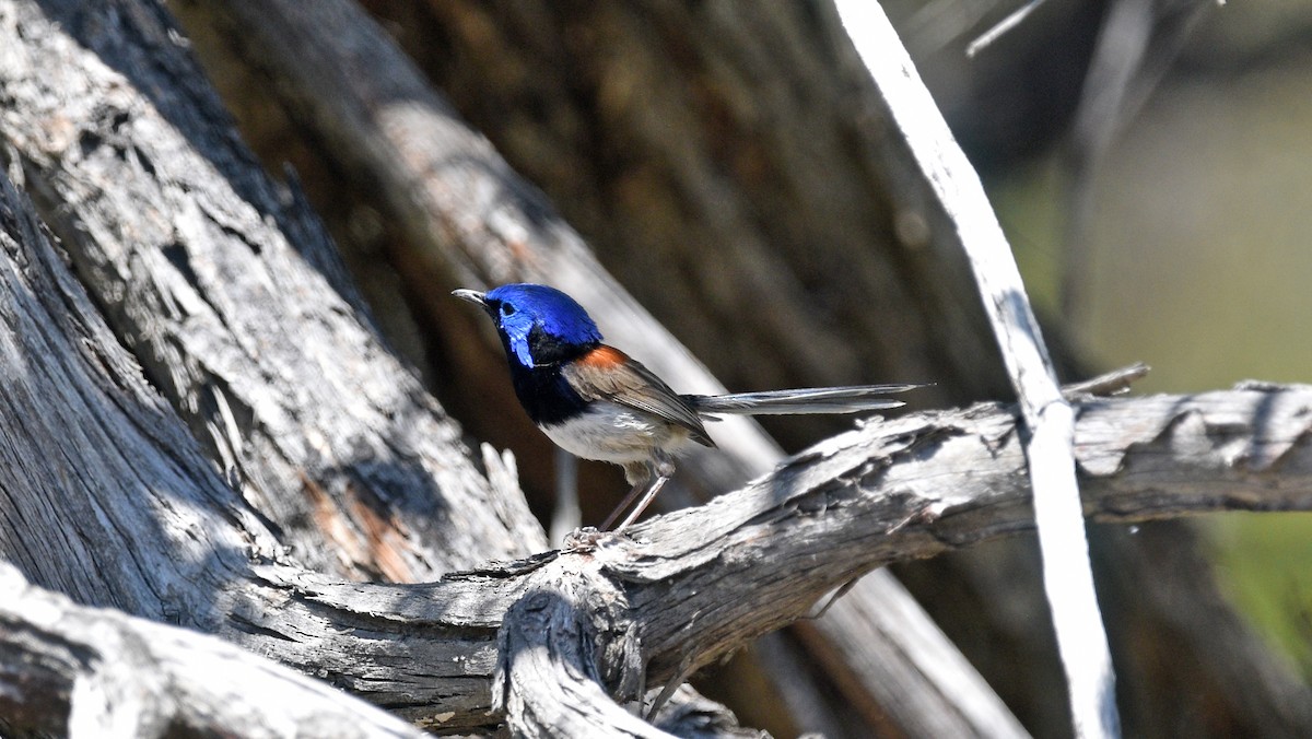 Purple-backed Fairywren - ML508359941