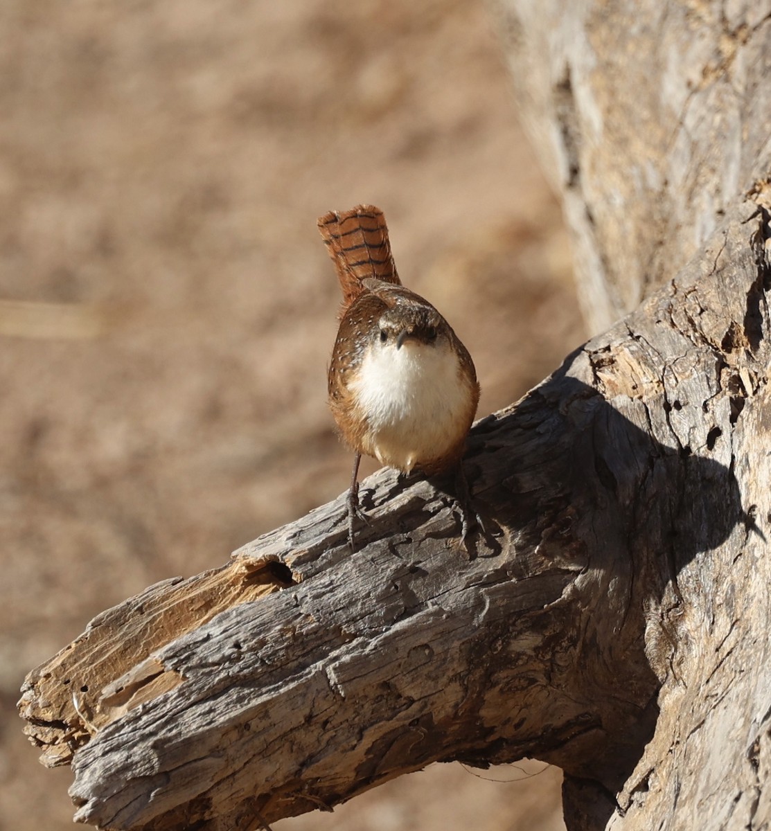 Canyon Wren - ML508360381