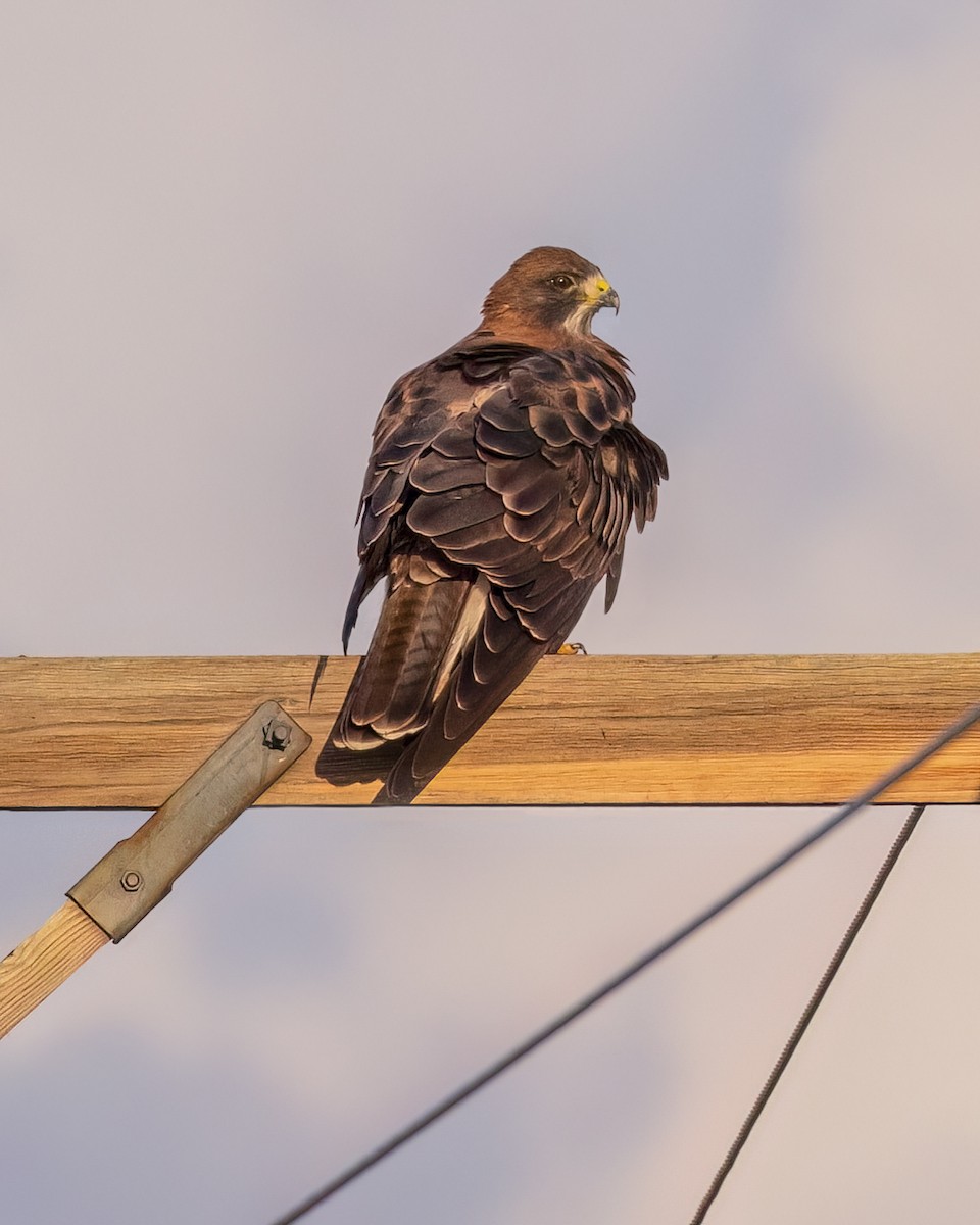 Swainson's Hawk - ML508360911