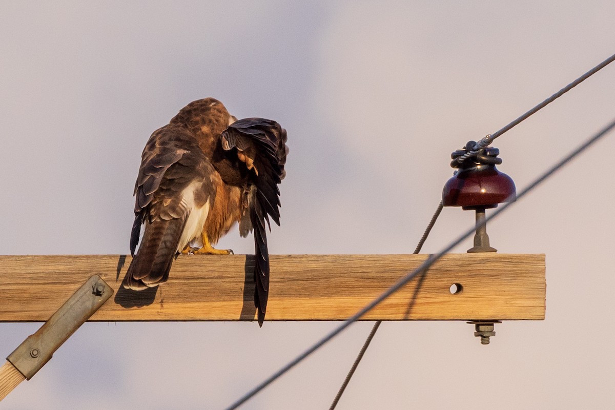 Swainson's Hawk - ML508360921