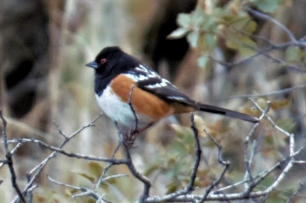 Spotted Towhee - ML50836101