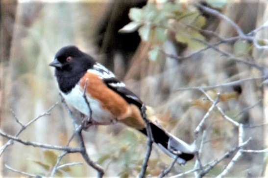 Spotted Towhee - ML50836111