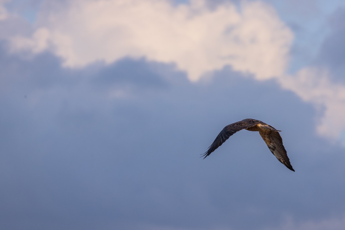 Swainson's Hawk - ML508361161