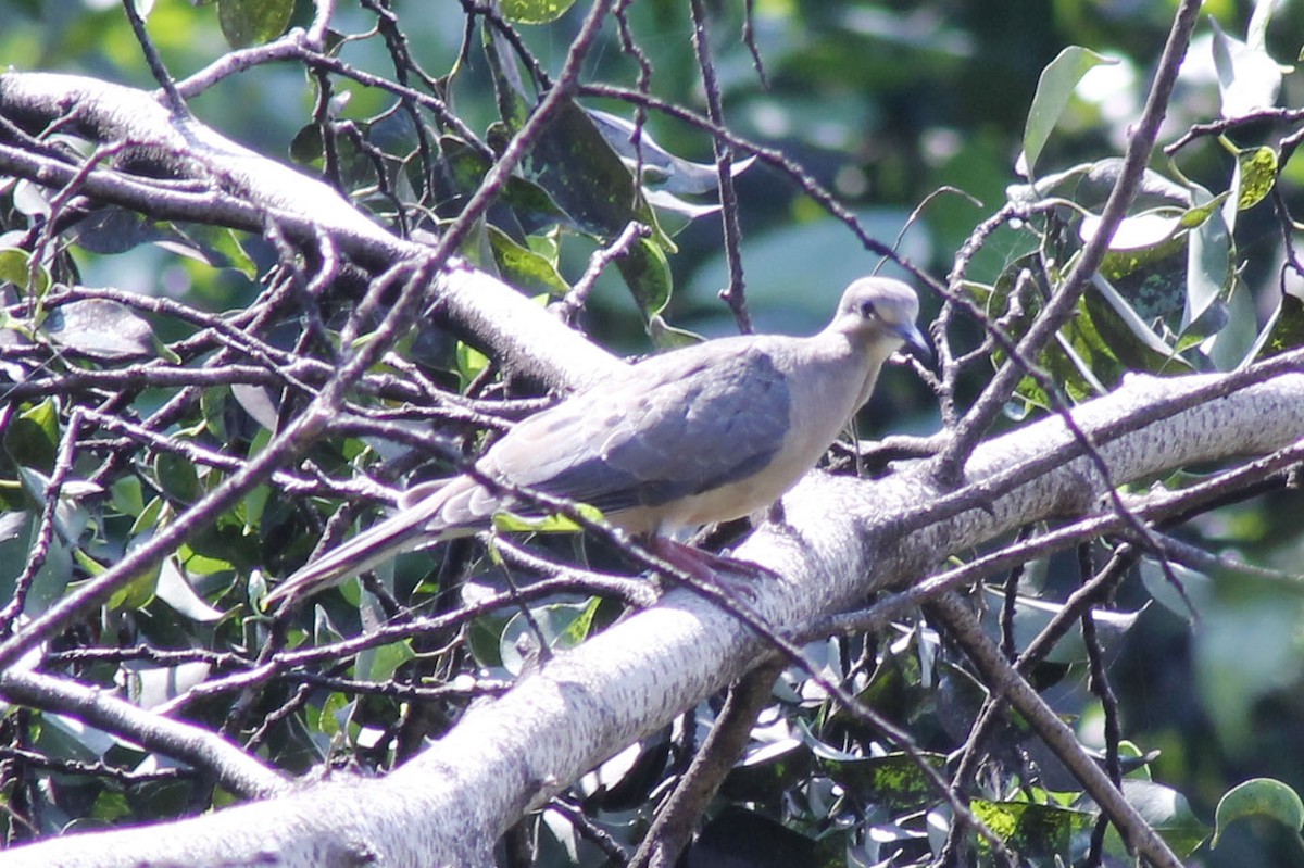 quail-dove sp. - Sorahabell Orduño