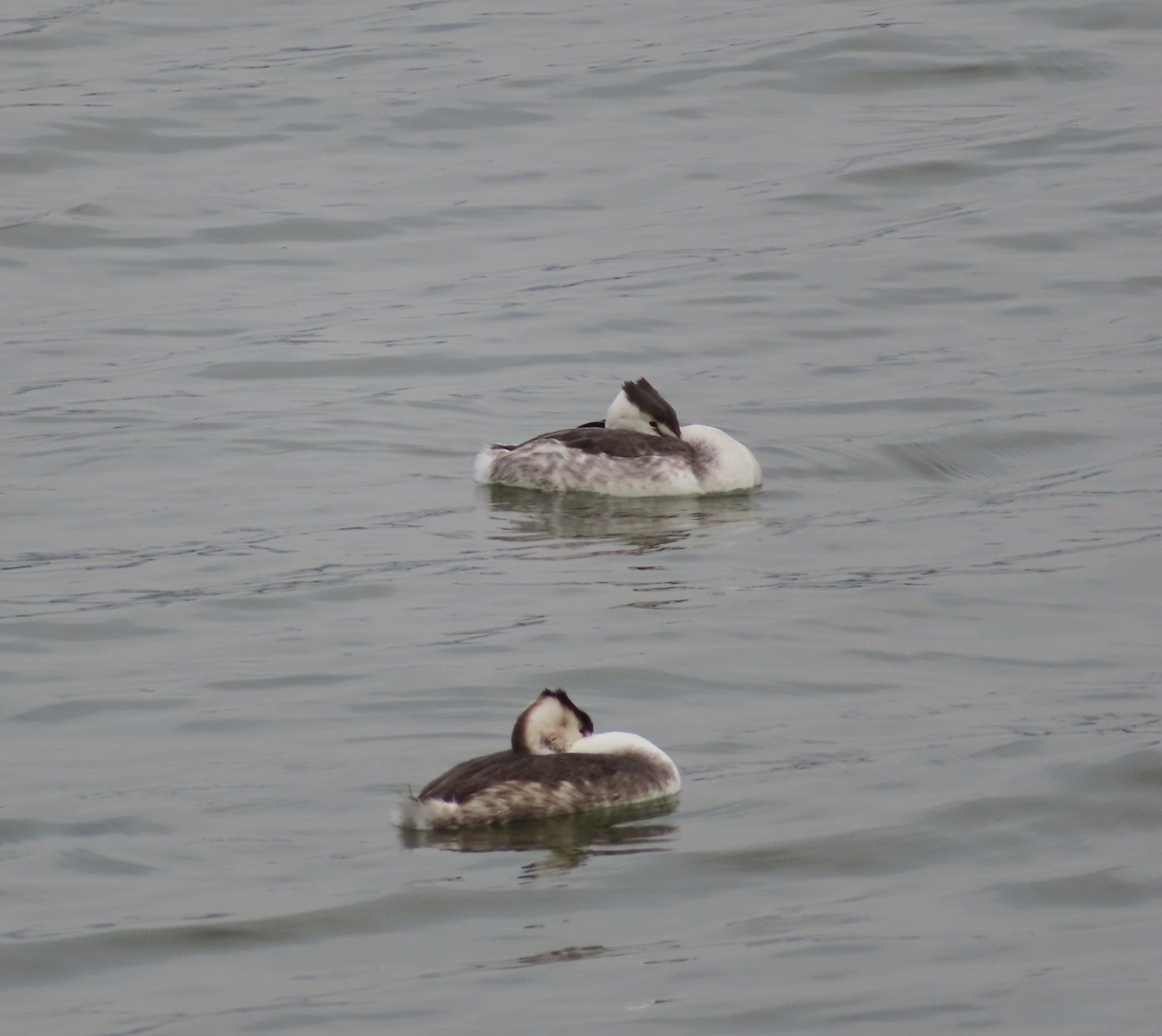 Great Crested Grebe - ML508366011