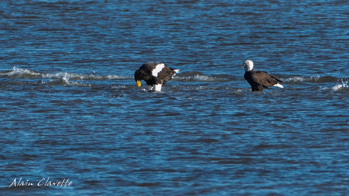 Steller's Sea-Eagle - Alain Clavette