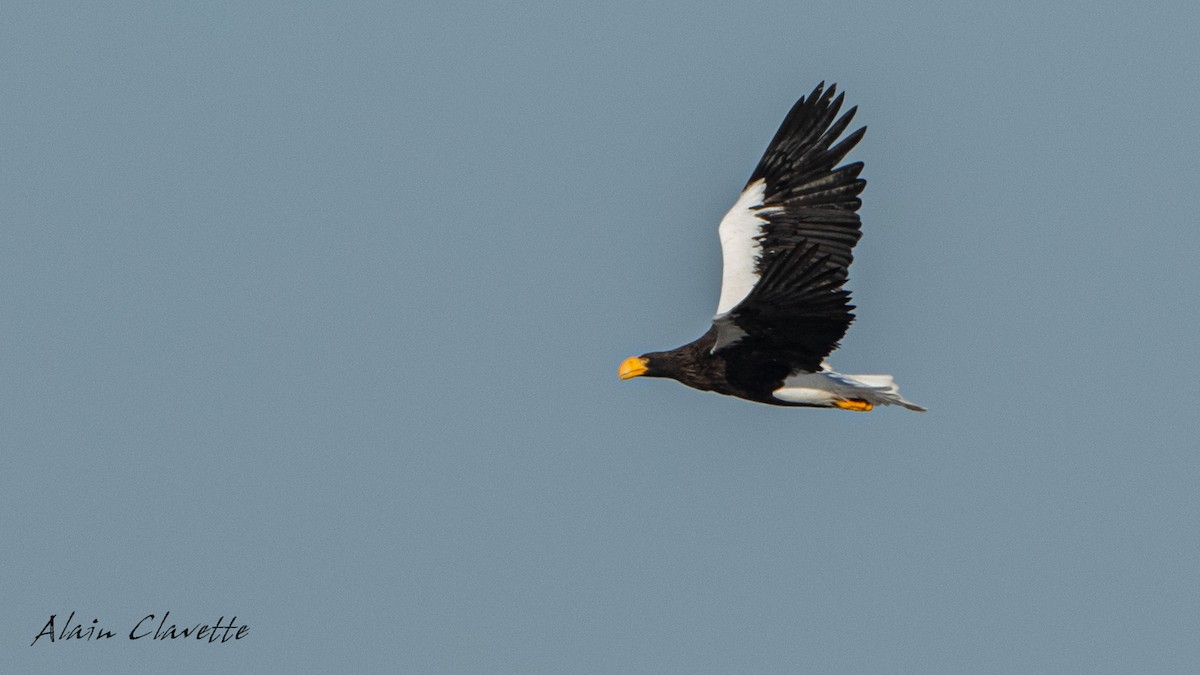 Steller's Sea-Eagle - ML508366171