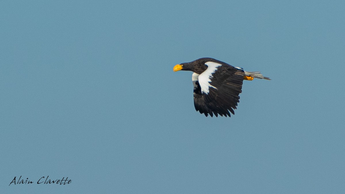 Steller's Sea-Eagle - ML508366181