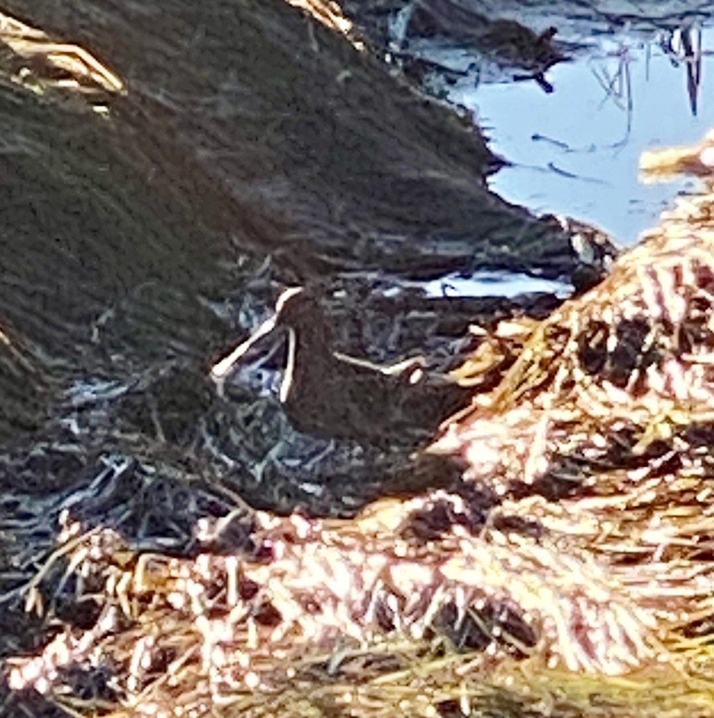 Американский бекас - ML508366451