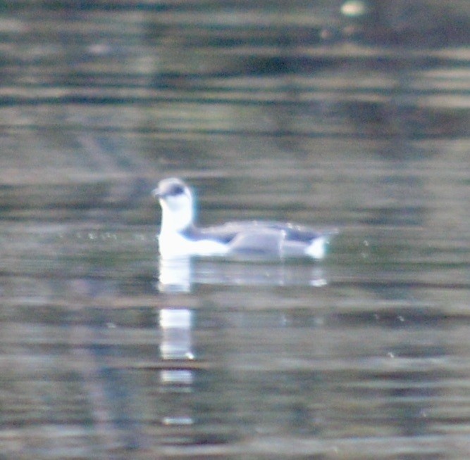 Marbled Murrelet - ML508366571