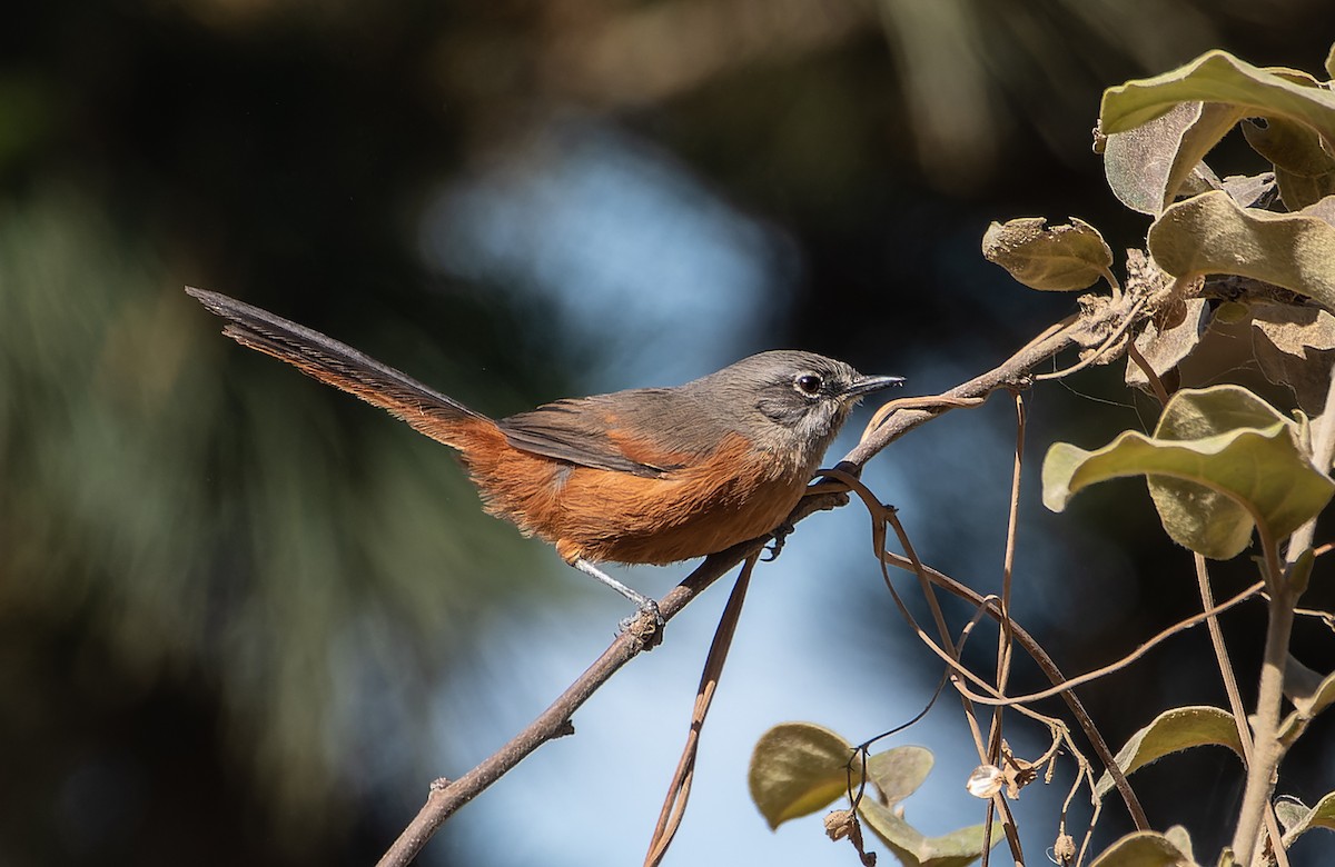 Russet-bellied Spinetail - ML508368791