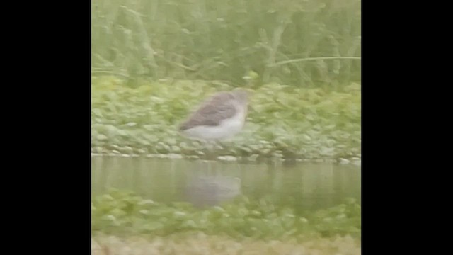 Wood Sandpiper - ML508370201