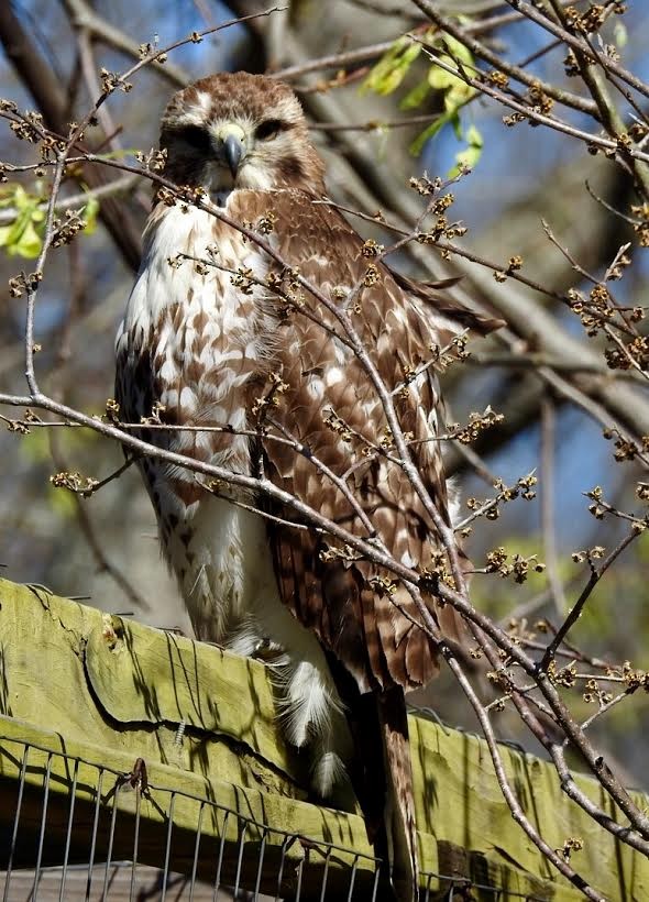 Red-tailed Hawk - Jim Varner