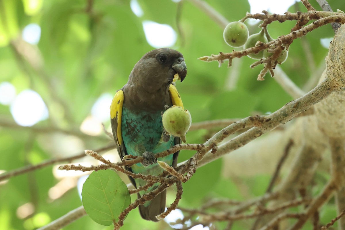 Meyer's Parrot - ML508370661