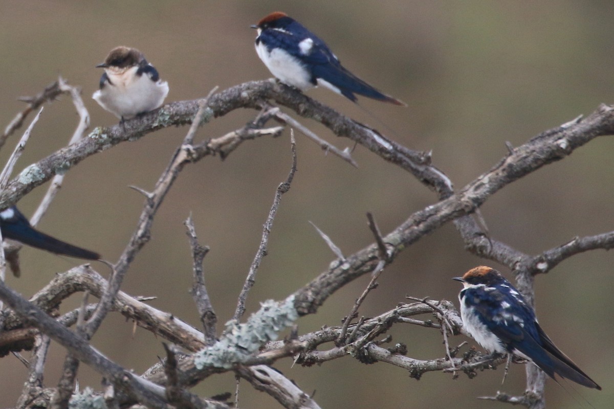 Wire-tailed Swallow - ML508371821