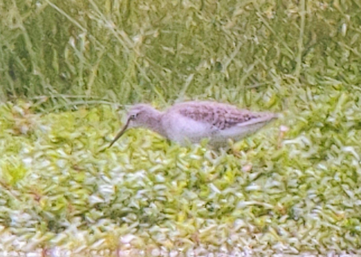 Wood Sandpiper - ML508371881