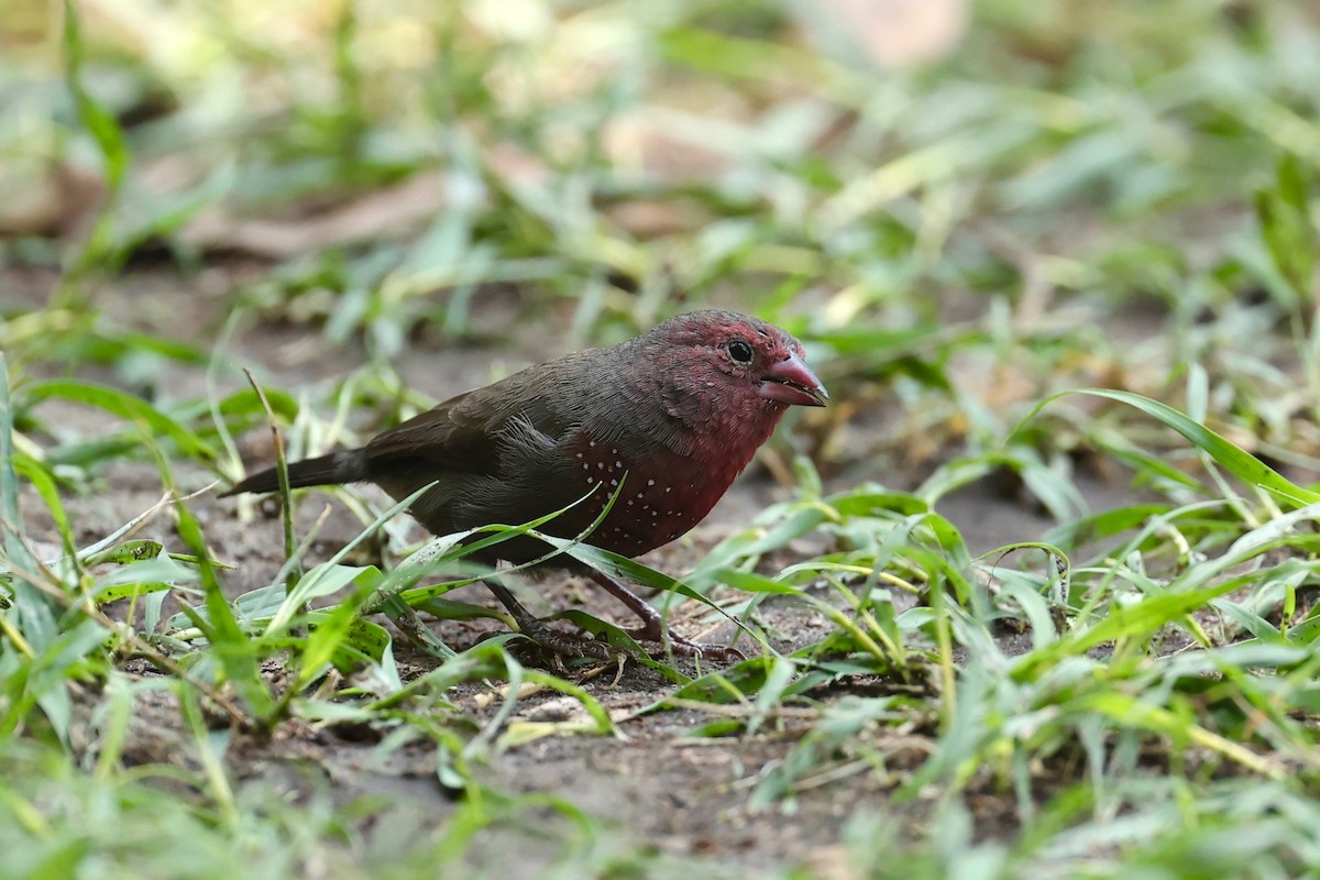 Brown Firefinch - Chris Wiley