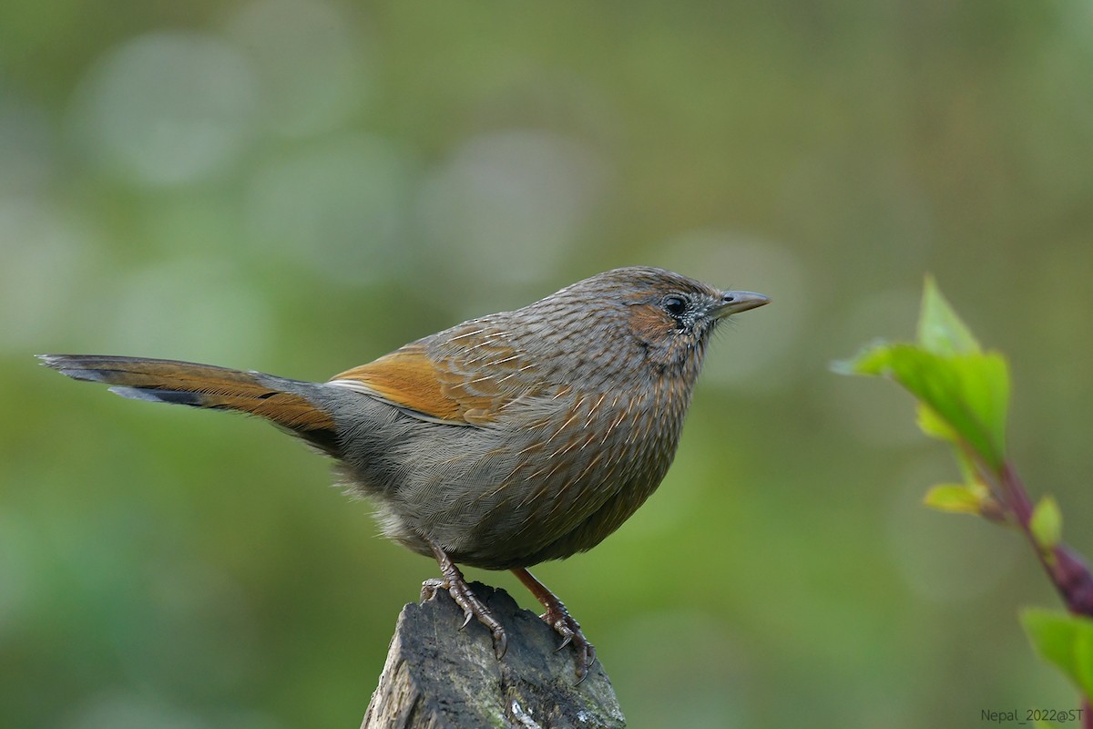 Streaked Laughingthrush - ML508372691