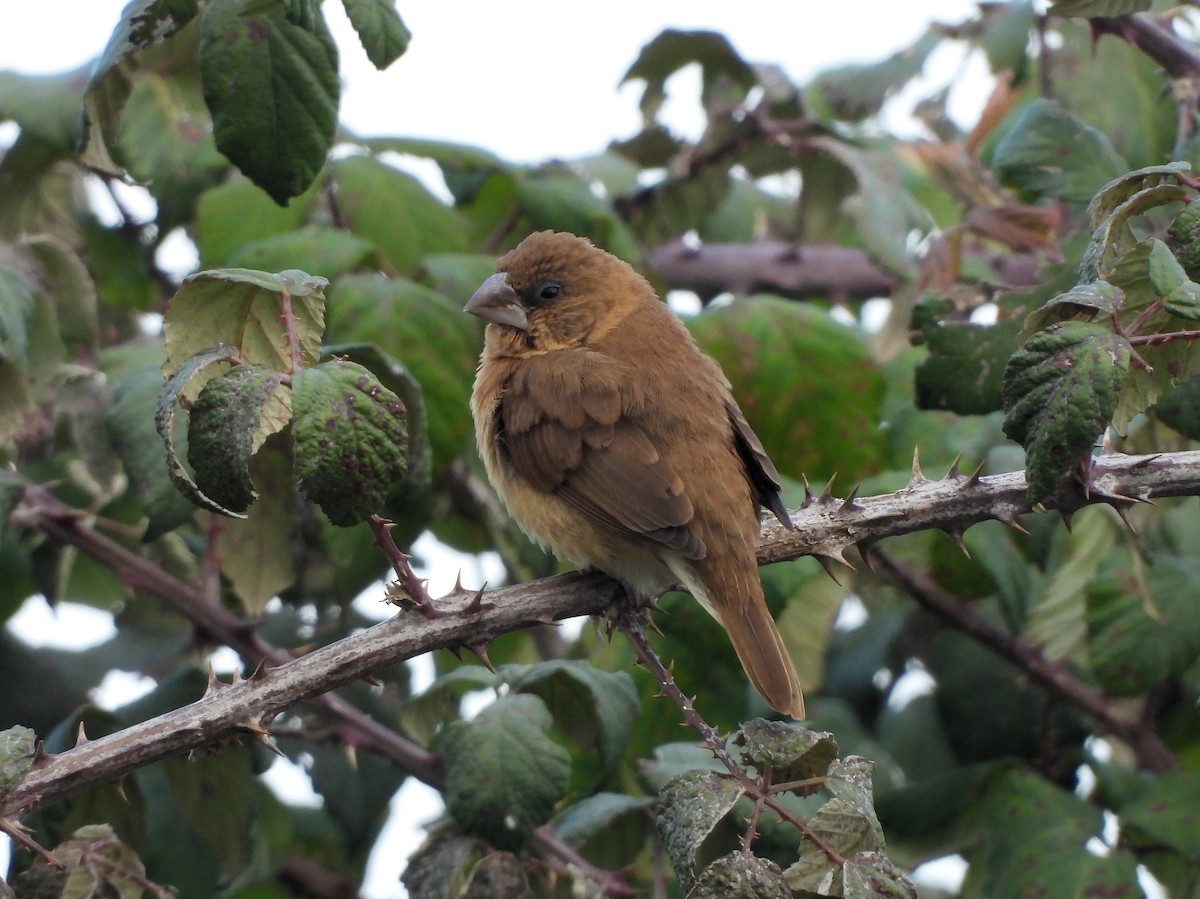 Scaly-breasted Munia - ML508373011