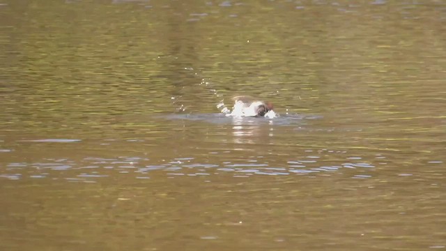 Australasian Grebe - ML508373221