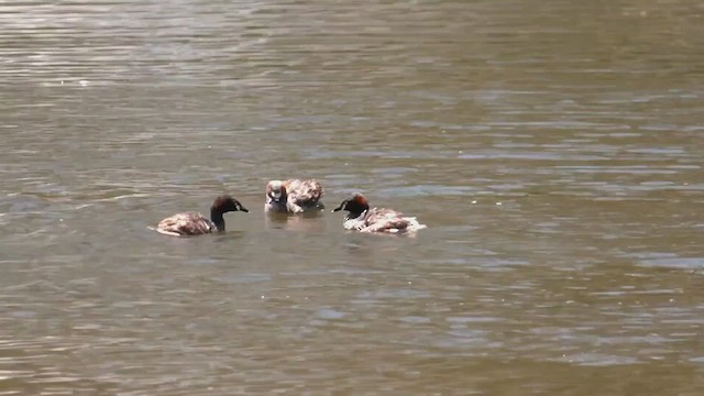 Australasian Grebe - ML508373241