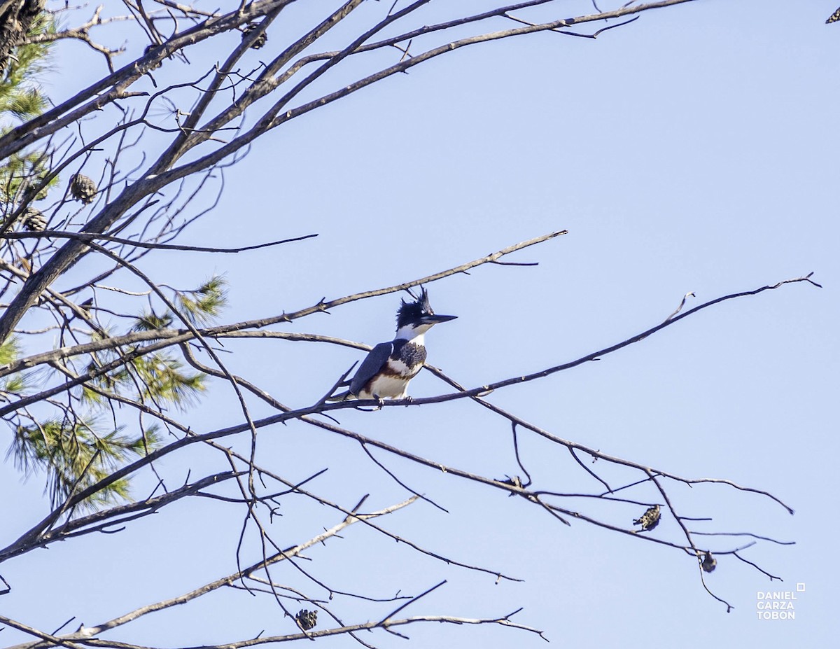 Belted Kingfisher - ML508374241