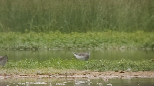 Wood Sandpiper - ML508374291