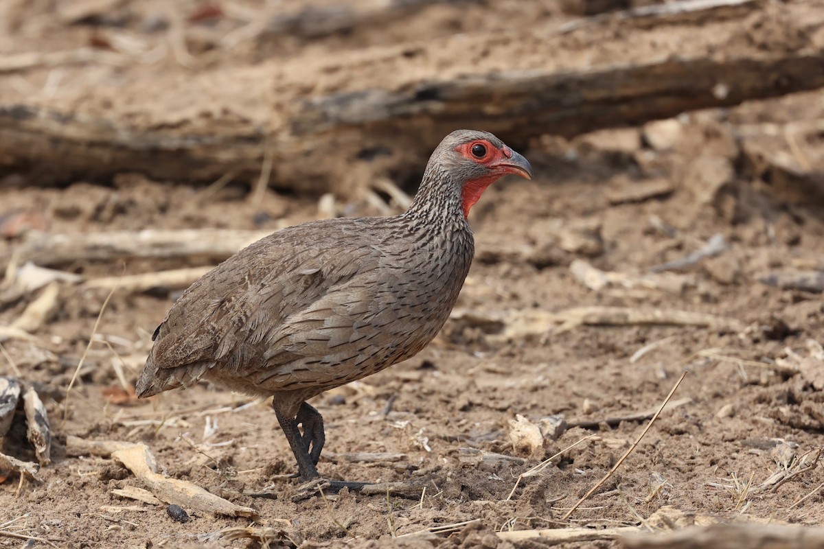 Swainson's Spurfowl - ML508375181