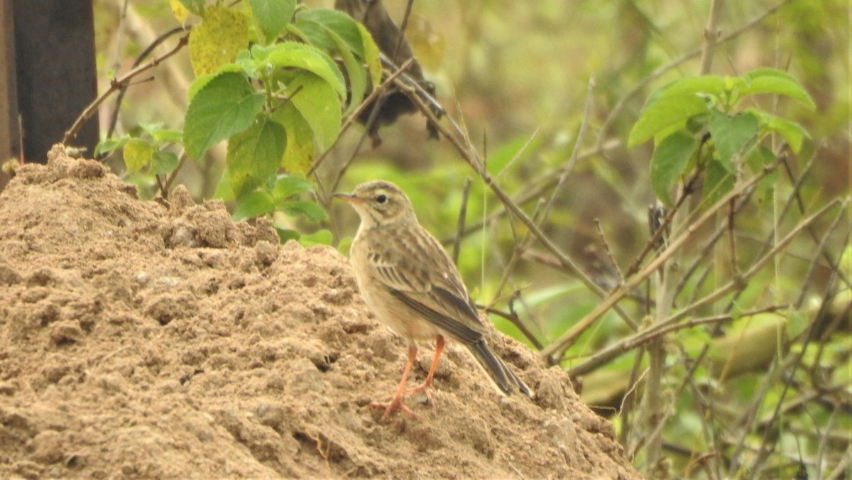 Paddyfield Pipit - Shivaprakash Adavanne