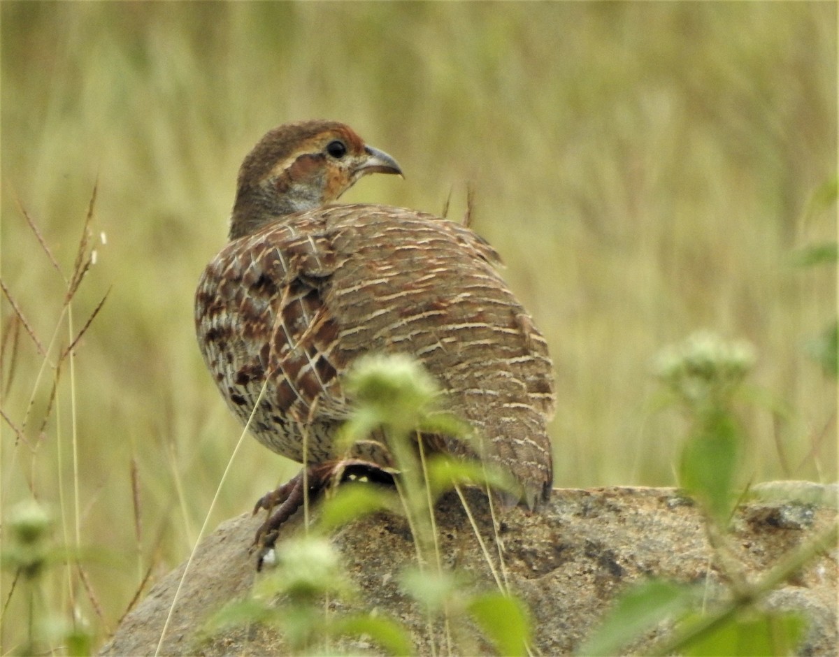 Gray Francolin - ML508375481