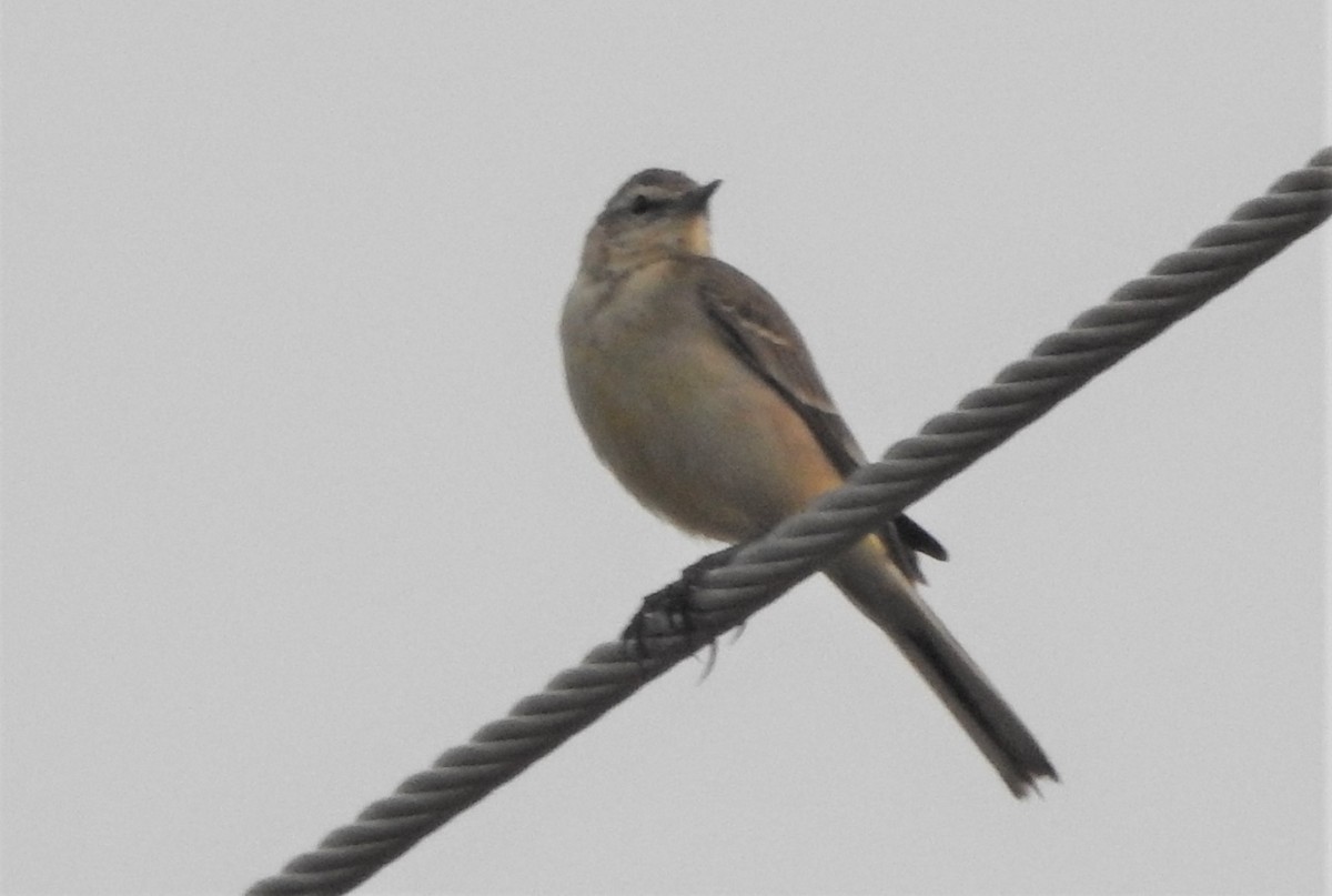 Western Yellow Wagtail - ML508375521