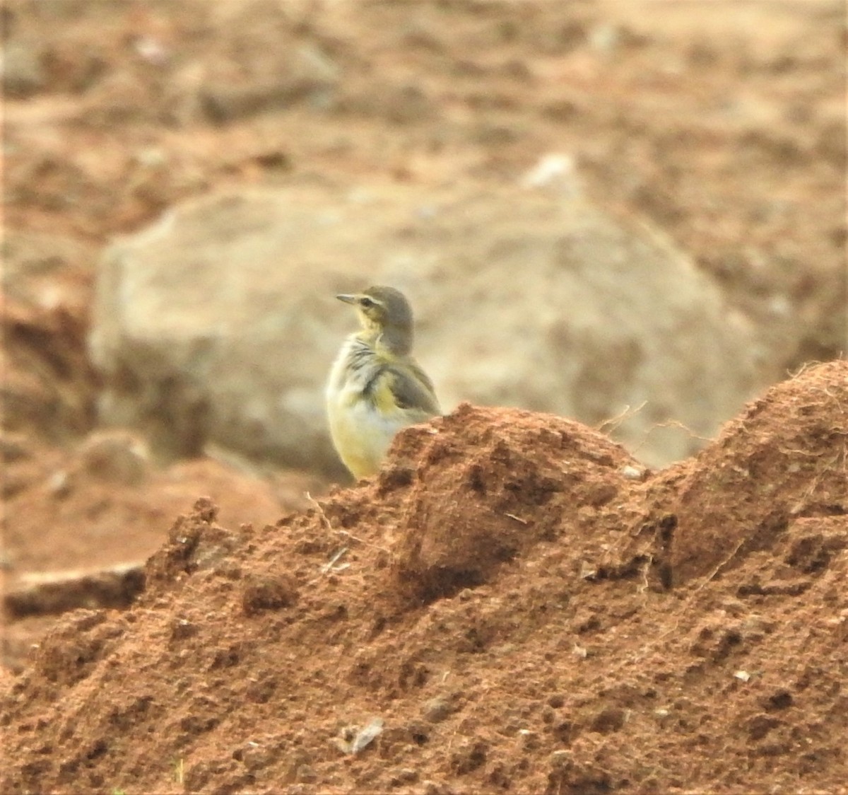 Western Yellow Wagtail - ML508375531