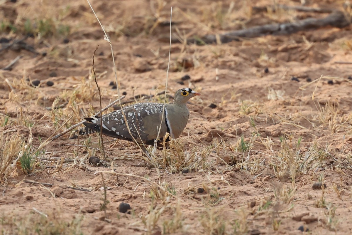 Double-banded Sandgrouse - ML508375861