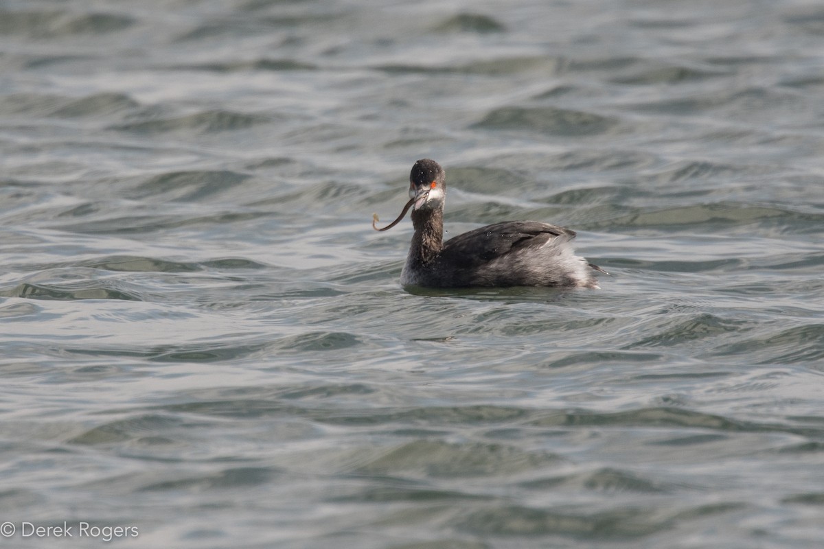 Eared Grebe - ML50837601