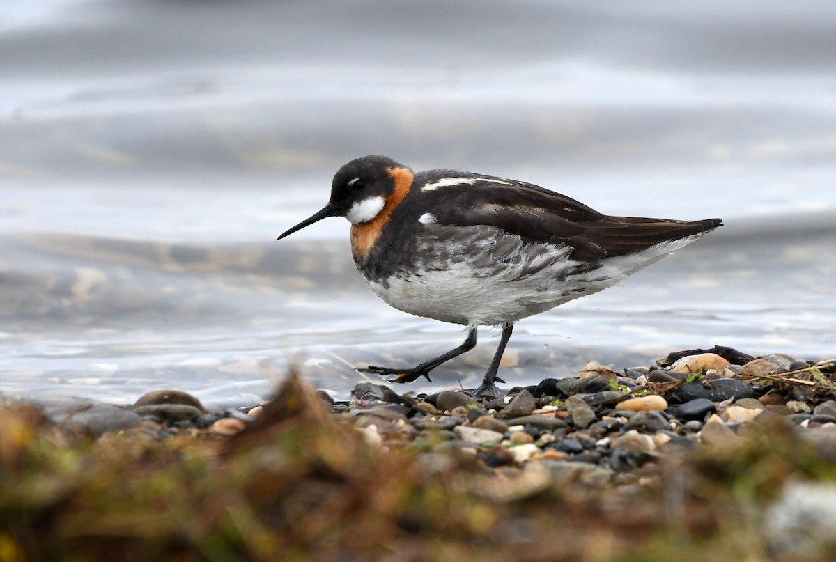 Red-necked Phalarope - ML508376621