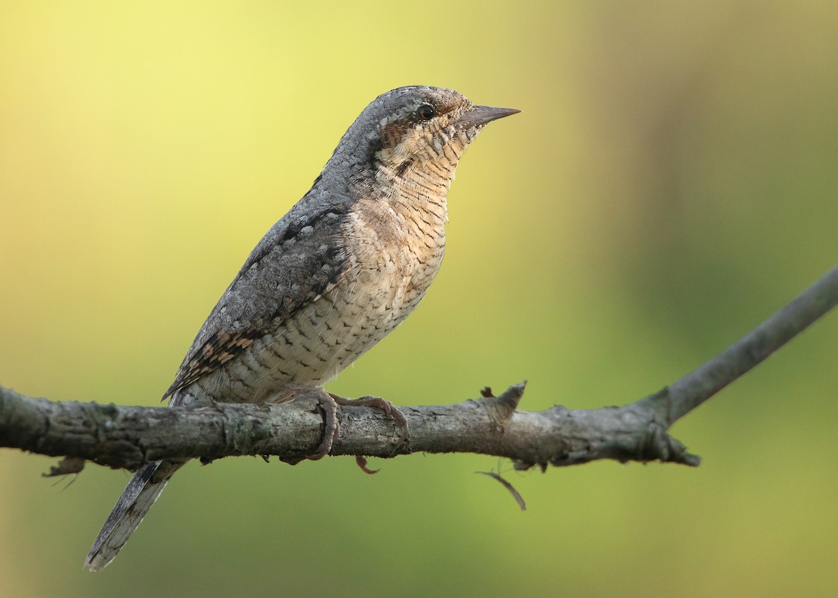 Eurasian Wryneck - ML508377581