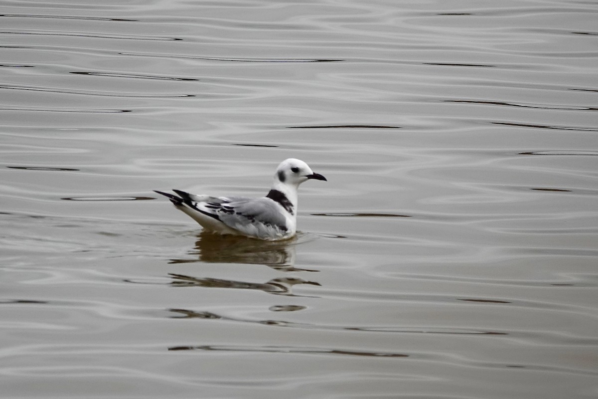 Black-legged Kittiwake - ML508377871