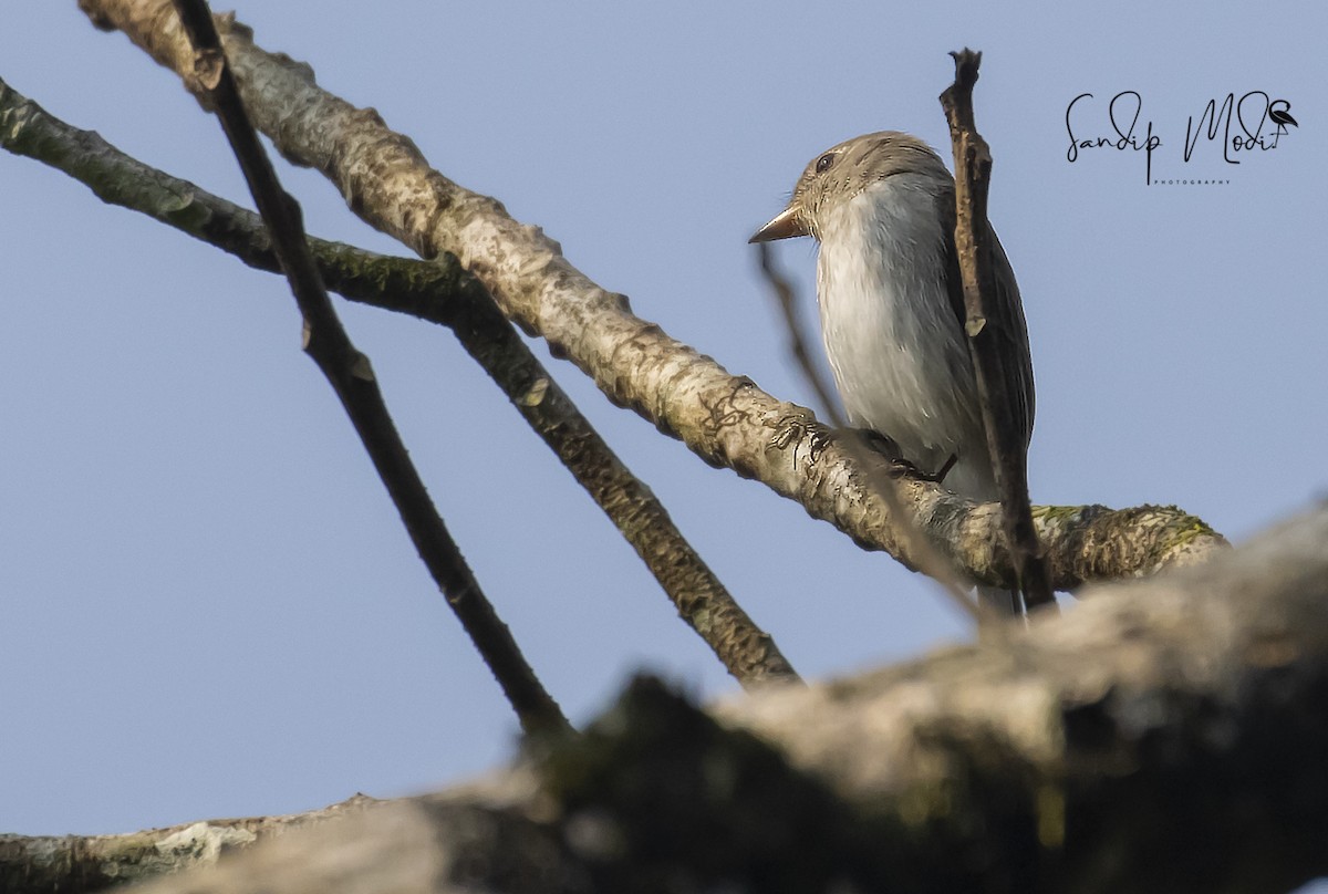 Asian Brown Flycatcher - Dr.Sandip  Modi