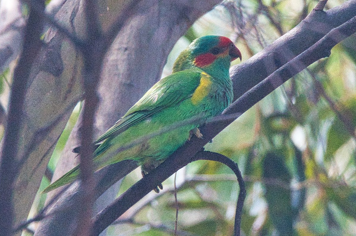 Musk Lorikeet - Alfons  Lawen