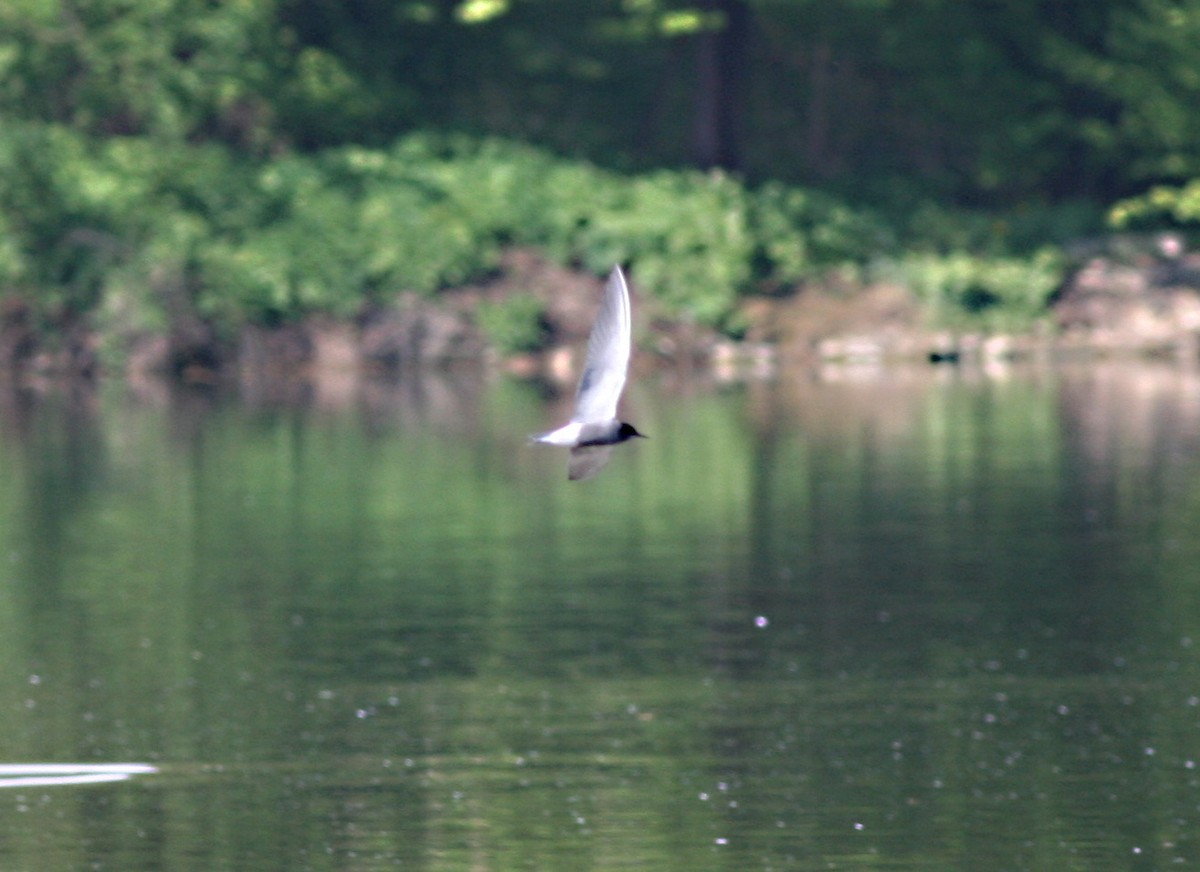 Black Tern - František Kopecký