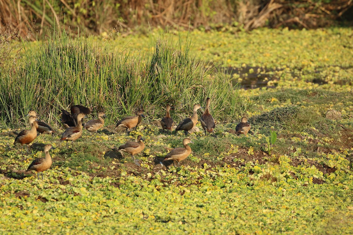 Lesser Whistling-Duck - ML508379511