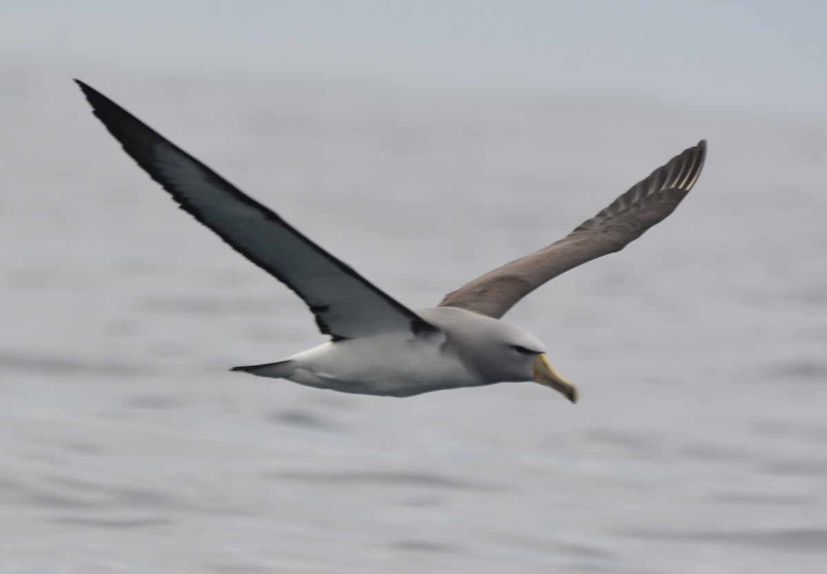 albatros snarský - ML508379661