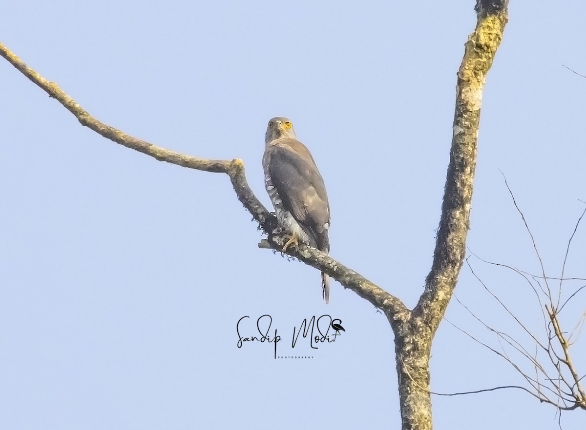 Crested Goshawk - ML508379881