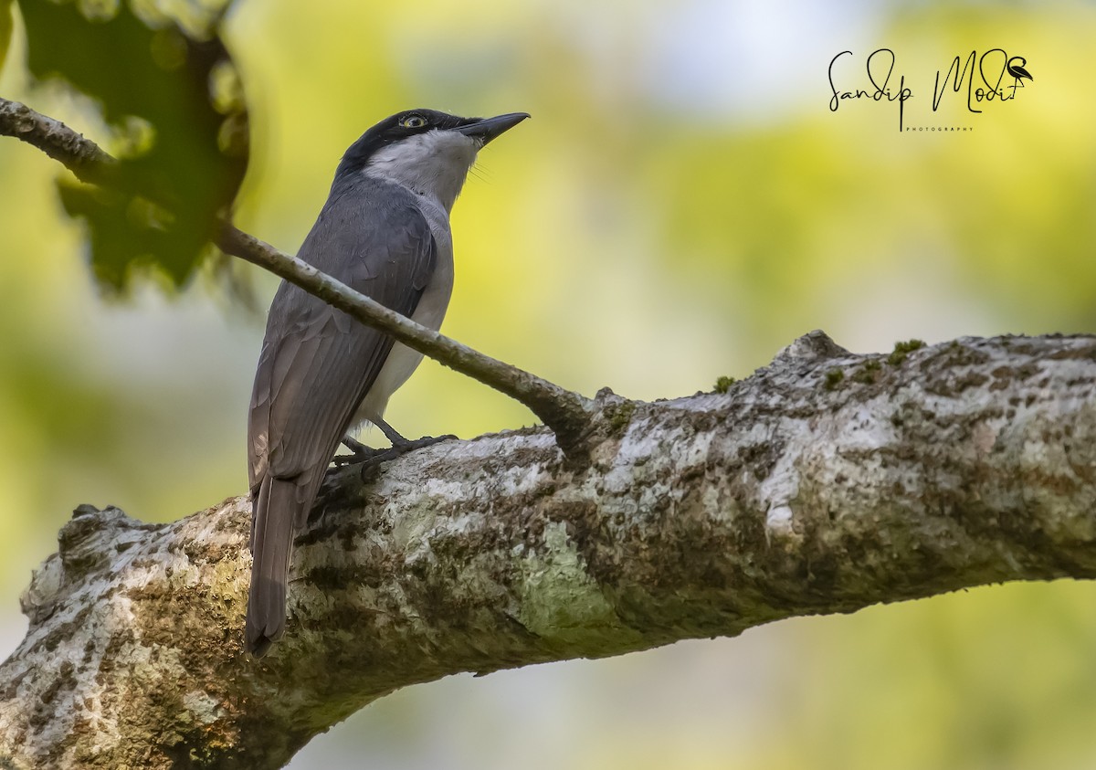 Malabar Woodshrike - Dr.Sandip  Modi